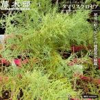 ヨーロッパギョリュウ タマリスク ロゼア 3.5号ポット苗