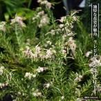  серый bi редкость jubi Lee 5 номер pot рассада 