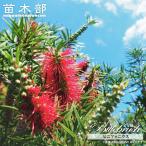  шестерня foni незначительный Каллистемон (ka белка temon* gold way ju) 5 номер pot рассада 