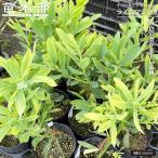  дракон katen Delon lime Magic 4 номер pot рассада 