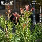  подокарп крупнолистный ..5 номер pot рассада 