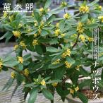 natsu bow z желтый цветок волчеягодник зимний 4 номер pot рассада 