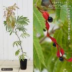  красный Saya nemnoki everfresh 5 номер pot рассада 