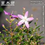 ノボタン コートダジュール ピンク 3.5号ポット苗 爆買いweek