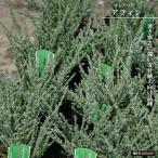 ore Aria a ласты 5.5 номер pot рассада 