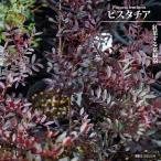 ピスタチア 4号ポット苗