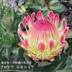 プロテア エキシミア ネイティブプランツ 鉢植え 庭木 常緑樹
