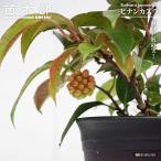 bi наан kazla( прекрасный мужчина число .) 5 номер чёрный растение в горшке 