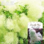 ショッピングツリー スモークツリー スノーパフ 3号ポット苗