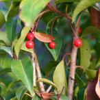  реальный. становится падуб ( самка АО ).. дерево серии 