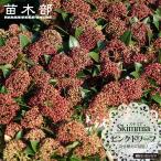  цветок ...s Kimi a розовый dowa-f Miyama si Kimi 3.5 номер pot рассада 