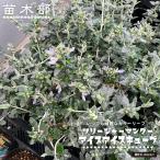  tree german da- лёд Cube 3 номер pot рассада 