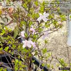 雲仙コメツツジ 6号鉢植え