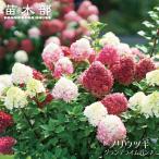  клей utsugi grande lime дырокол 3.5 номер pot рассада (PW).. предположительно товар вид 