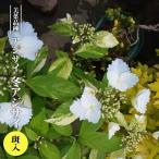 常緑あじさい 斑入り冬アジサイ 3.5号