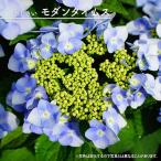 紫陽花 ガーデンアジサイ モダンタイムス 5号ポット苗