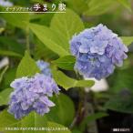 紫陽花 ガーデンアジサイ 手まり歌 5号ポット苗