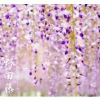 花藤 野田藤 2年生 接木 6号ポット苗 予約販売12月〜翌年1月頃入荷予定