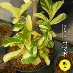 斑入りゴマギ（胡麻木） 3号ポット苗 ハナヒロバリュー 爆買いweek