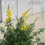 ヒメエニシダ 鉢植え 爆買いweek