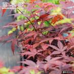 momiji..(......) 5 номер длинный pot рассада . покупка week
