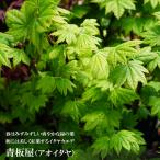 モミジ 青板屋 5号ロングポット