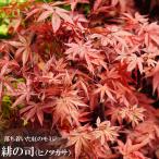 momiji.. .( Hino tsukasa) 5 номер длинный pot 