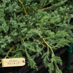  голубые фишки хвойное дерево 5 номер pot рассада 