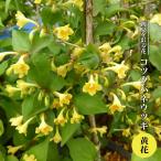 コツクバネウツギ 黄花 3.5号ポット苗 ハナヒロバリュー 爆買いweek