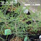 gibosame RaRe uka5.5 номер растение в горшке 
