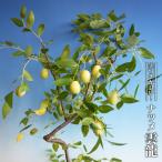 ナツメ雲竜3号ポット苗挿し木ハナヒ...