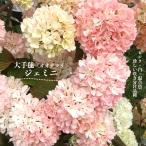 オオデマリ ジェミニ 5号鉢苗 咲き分け品種