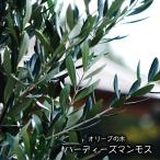 オリーブの木 ハーディーズマンモス 2年生苗 苗 苗木 常緑樹 鉢植え
