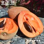 マメイサポテ 実生 ロングポット