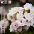 ほうき桜 天の川 1年生接木苗 爆買いweek