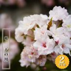  метла Sakura небо. река 2 год сырой контактный дерево рассада 6 номер длинный pot 