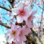  Sakura .. Sakura 1 год сырой контактный дерево рассада 