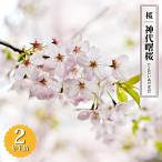  Sakura бог плата . Sakura (.... akebono ) 2 год сырой контактный дерево рассада 6 номер длинный pot 