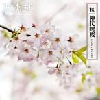 さくら 神代曙桜 (じんだいあけぼの） 1年生接木苗 予約販売12月〜翌年1…