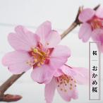 さくら おかめ桜 1年生接木苗 予約販売