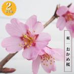 さくら おかめ桜 2年生 接木苗 6号ロ