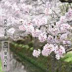 さくら 染井吉野 （そめいよしの） 1年