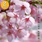  Sakura . свет (. Yoshino Sakura ) 2 год сырой контактный дерево рассада 