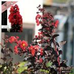 サルスベリブラックリーフダイヤモン...