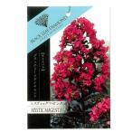 サルスベリブラックリーフダイヤモン...