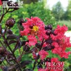  индийская сирень центральный stage красный 3.5 номер pot рассада (PW).. предположительно товар вид 