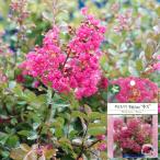  with Rav Kiss ... lagerstroemia indica PVP 5 number pot seedling registration goods kind * goods kind registration 