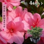  satsuki рассада China шар Satsuki 4 шт. комплект 4 номер pot рассада 