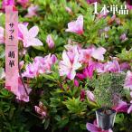  satsuki рассада ../...4 номер pot рассада 