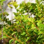 テマリシモツケラズベリーレモネード...